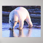 Polar Bear Drinking