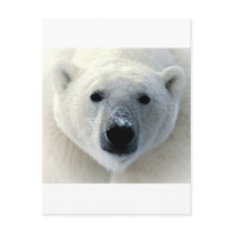 Polar Bear Face Postcards