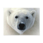 Polar Bear Face Post Card