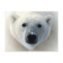 Polar Bear Face Post Card