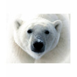 Polar Bear Face t-shirts