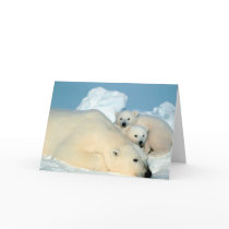 Polar Bear Family Cards