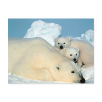 Polar Bear Family Postcard