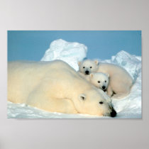 Polar Bear Family