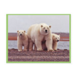 Polar Bear Female with Young postcards