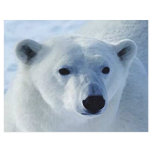 Polar Bear Flyer
