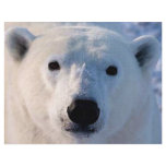 Polar Bear Flyer