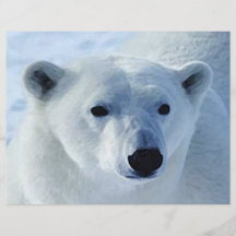 Polar Bear Flyer