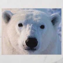 Polar Bear Flyer