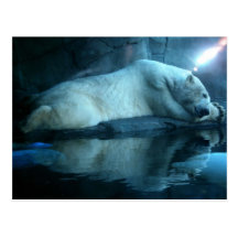 Polar Bear In Prayer 2 Postcard