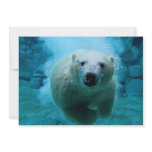 Polar Bear In Water Announcements