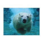 Polar Bear In Water Post Cards