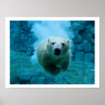 Polar Bear In Water Print
