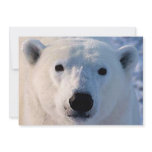 Polar Bear Invitation