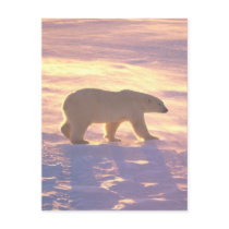 Polar Bear Morn 3 Postcards