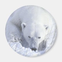 Polar Bear Nap Fridge Magnets