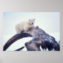 Polar bear on top of a bowhead whale jaw bone,