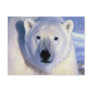Polar Bear Post Cards