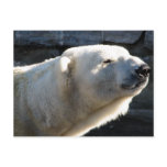 Polar Bear Postcards