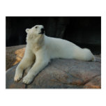 Polar Bear postcard