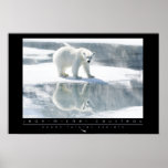 Polar Bear Poster posters