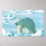 Polar Bear posters