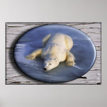 Polar Bear poster #12