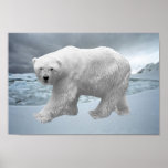 Polar Bear Print