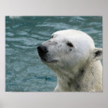 Polar Bear Profile Print