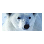 Polar Bear Rack Card rack cards