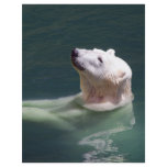 Polar bear resting flyers