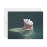 Polar bear resting invitations