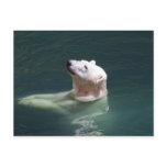 Polar bear resting postcards