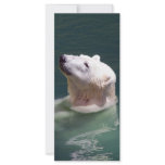 Polar bear resting rack cards