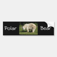 polar bear scowling bumper sticker