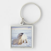 Polar bear sow with cub, pack ice of the keychain