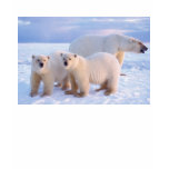 Polar bear sow with cubs on pack ice, coastal t-shirts