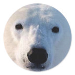 Polar Bear Round Sticker