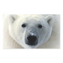 Polar Bear Rectangle Sticker