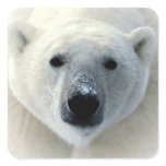 Polar Bear Sticker