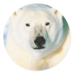 Polar Bear Sticker