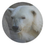 Polar Bear Stickers