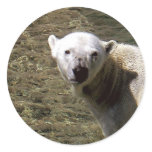 Polar Bear Swim stickers