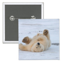 polar bear, Ursus maritimus, cub rolling 3 Buttons