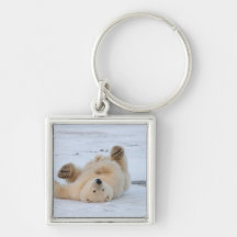 polar bear, Ursus maritimus, cub rolling 3 Key Chain
