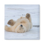 polar bear, Ursus maritimus, cub rolling 3 magnets
