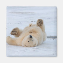 polar bear, Ursus maritimus, cub rolling 3 Fridge Magnet