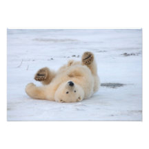 polar bear, Ursus maritimus, cub rolling 3 Photo Print