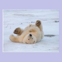 polar bear, Ursus maritimus, cub rolling 3 postcards