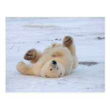 polar bear, Ursus maritimus, cub rolling 3 Post Card
